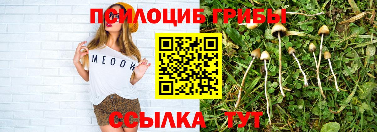 Псилоцибиновые грибы Psilocybe Фролово